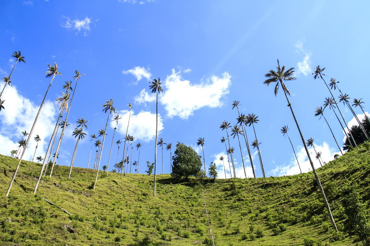 Palmas de Cocora Salento Exterior foto